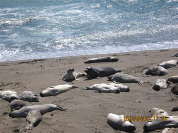 Seals. Photo by Keatings, May 2008